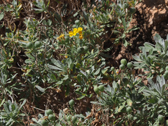 Lutzia cretica