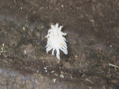Icerya aegyptiaca