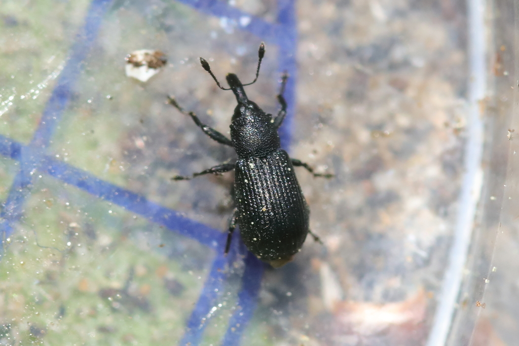 Magdalis armigera