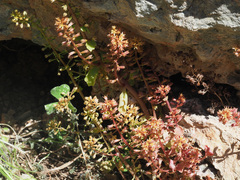 Umbilicus parviflorus