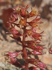 Umbilicus parviflorus