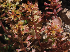 Umbilicus parviflorus