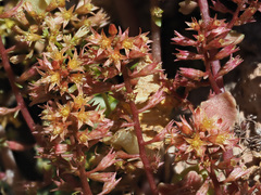 Umbilicus parviflorus