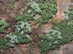 Origanum onites