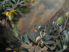 Lutzia cretica