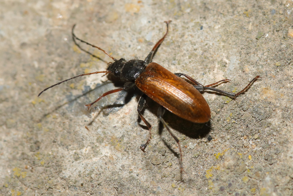 Omophlus picipes