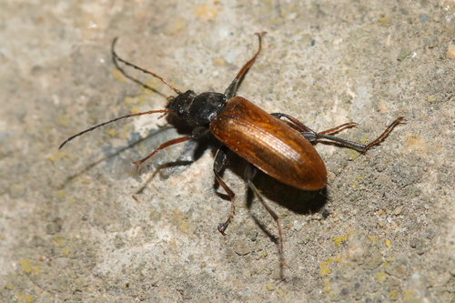 Omophlus picipes