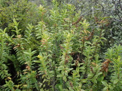 Veronica rakaiensis