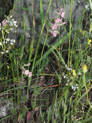 Silene bellidifolia