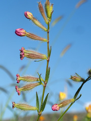 Silene bellidifolia