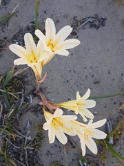 Cyrtanthus loddigesianus