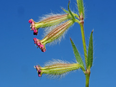 Silene bellidifolia