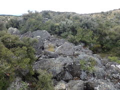 Veronica rakaiensis