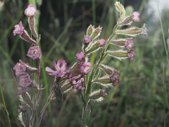 Silene bellidifolia