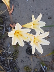 Cyrtanthus loddigesianus