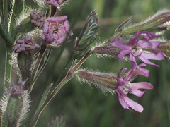 Silene bellidifolia