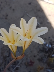 Cyrtanthus loddigesianus