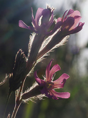 Silene bellidifolia