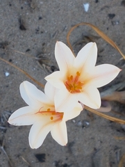 Cyrtanthus loddigesianus