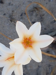 Cyrtanthus loddigesianus