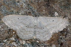 Scopula incanata