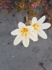 Cyrtanthus loddigesianus
