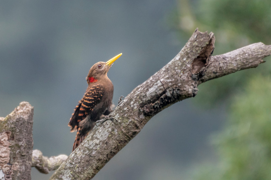 Bay Woodpecker (Hainan Birds 海南鸟类) · iNaturalist