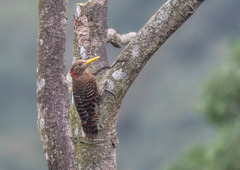 Blythipicus pyrrhotis