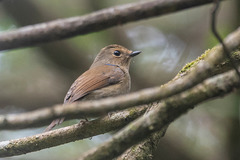 Niltava macgrigoriae