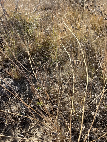 upright prairie coneflower