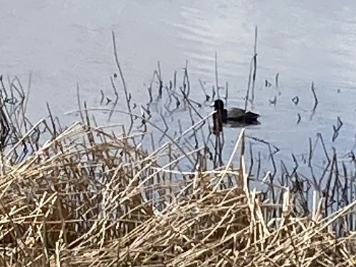 American Coot