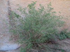 Rotheca myricoides