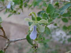 Rotheca myricoides