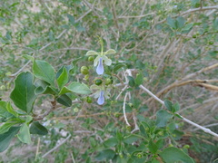 Rotheca myricoides