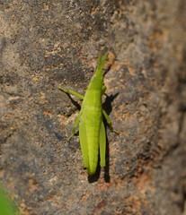 Atractomorpha australis