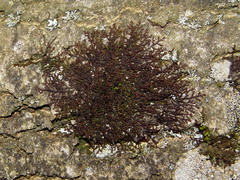 Frullania tamarisci