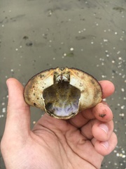 Metacarcinus novaezelandiae