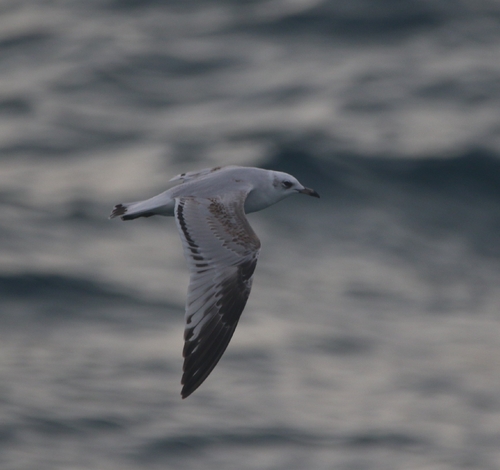 Mediterranean Gull