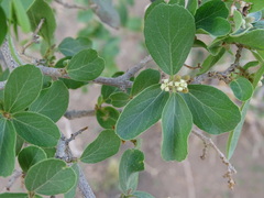 Cordia sinensis
