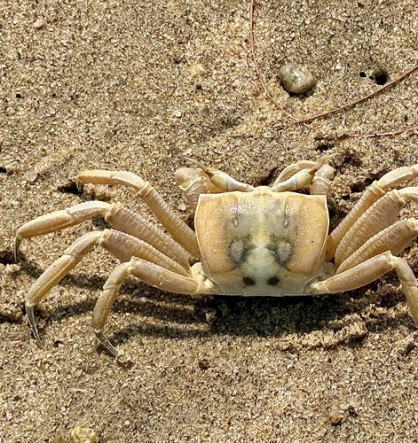 Tufted Ghost Crab