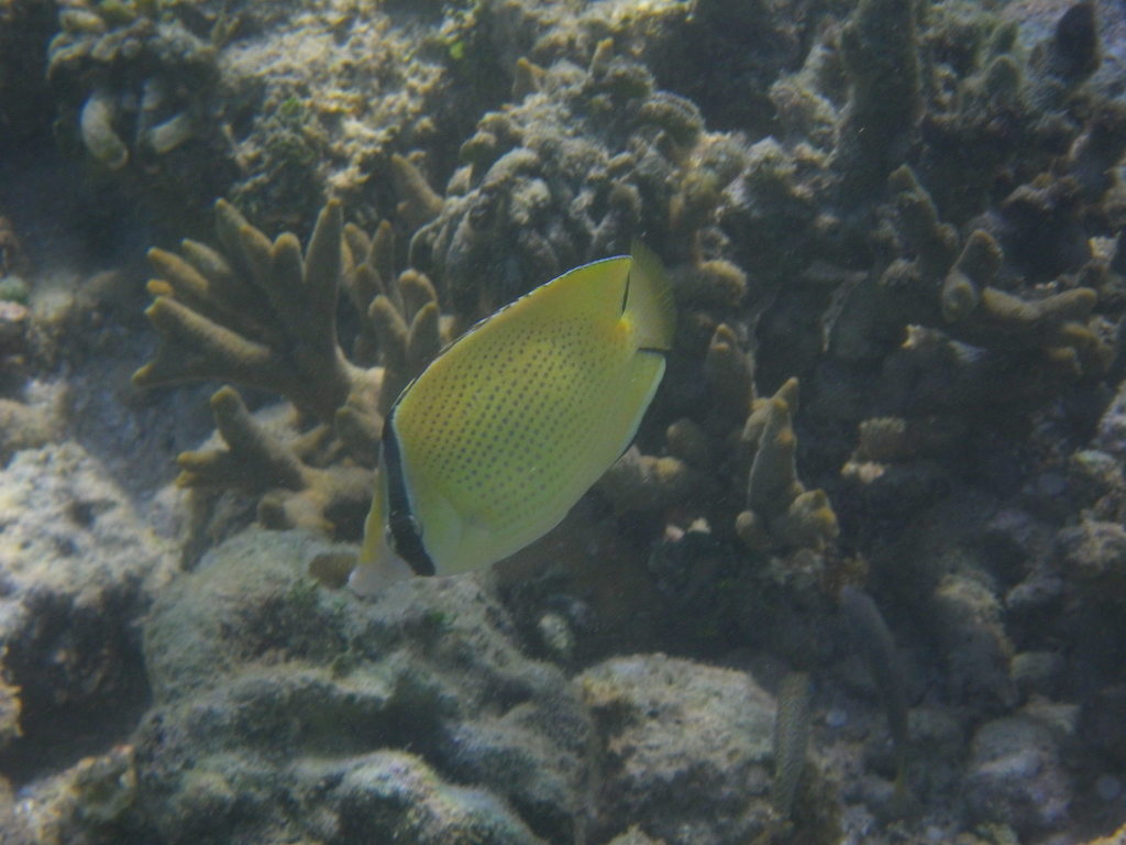 Citron Butterfly
