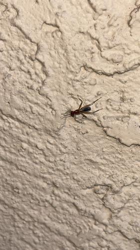 Unknown species found near Babbling Brook Pl, Melbourne, FL, US