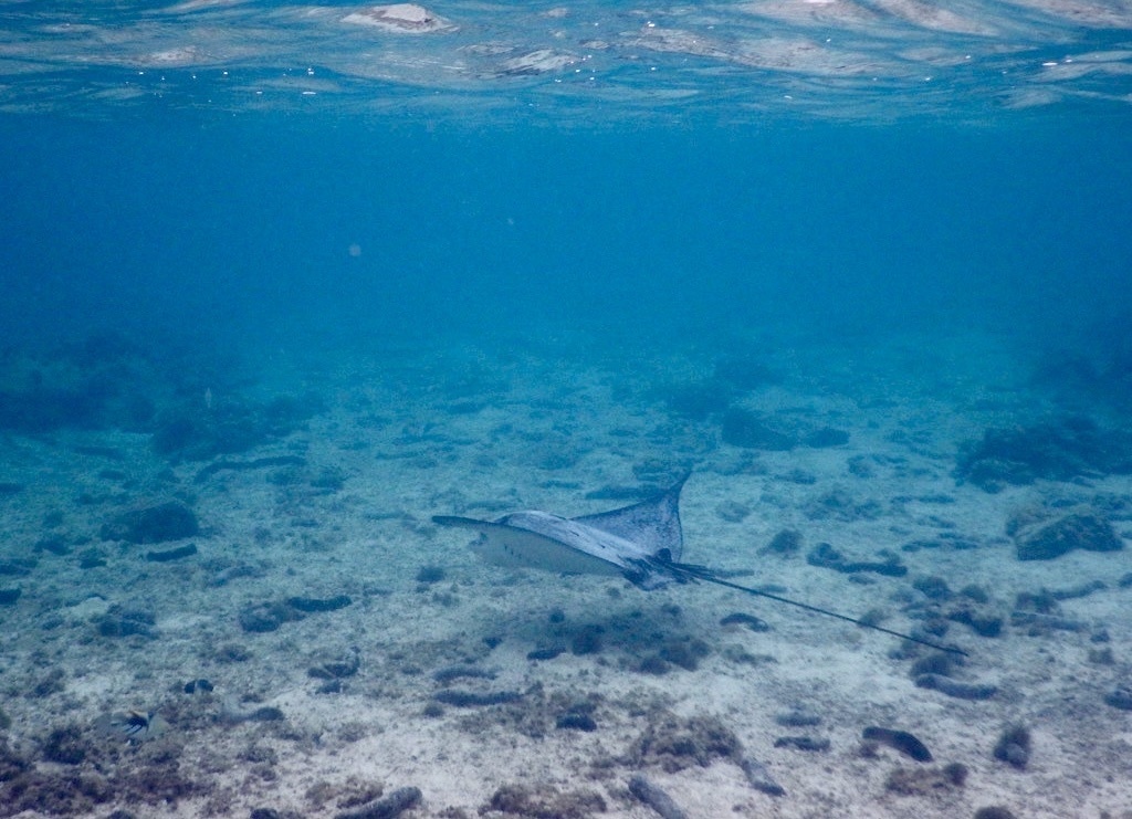 Australian Rays White-spotted Eagle Ray from South Pacific Ocean, Cook Islands, CK on ...