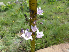 Wahlenbergia cuspidata