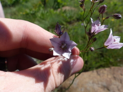 Wahlenbergia cuspidata