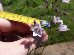 Wahlenbergia cuspidata