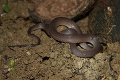 Philippine Shrub Snake photo 4