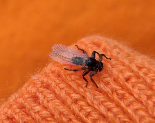 Unknown species found near Washington, MA, USA