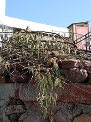 Funambulus pennantii