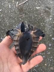 Callorhinchus milii